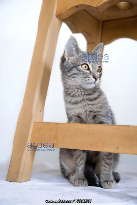: Tabby cat under a stool in Oberbruck in the Haut-Rhin : Tabby cat under a stool in Oberbruck in the Haut-Rhin
