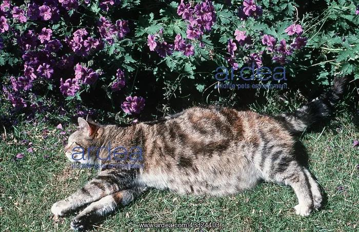  : TABBY CAT- stretched out in sun