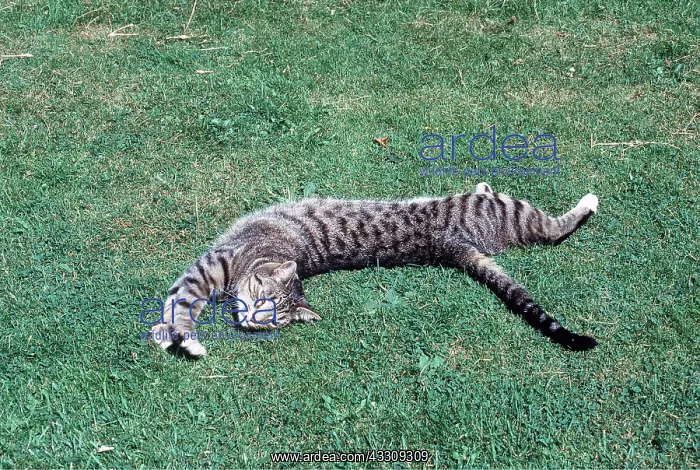 : TABBY CAT - stretching out : TABBY CAT - stretching out