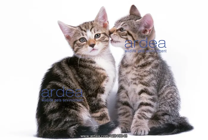 : Tabby Cat - two, one whispering to the other : Tabby Cat - two, one whispering to the other