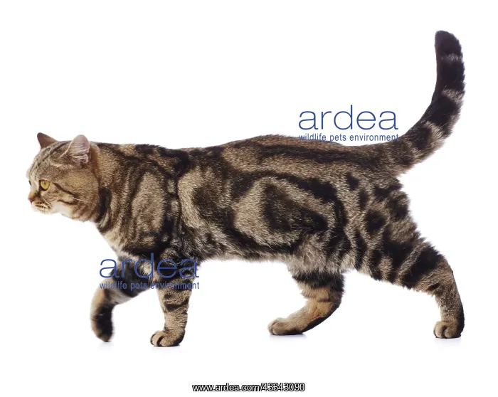  : Tabby Cat, walking
