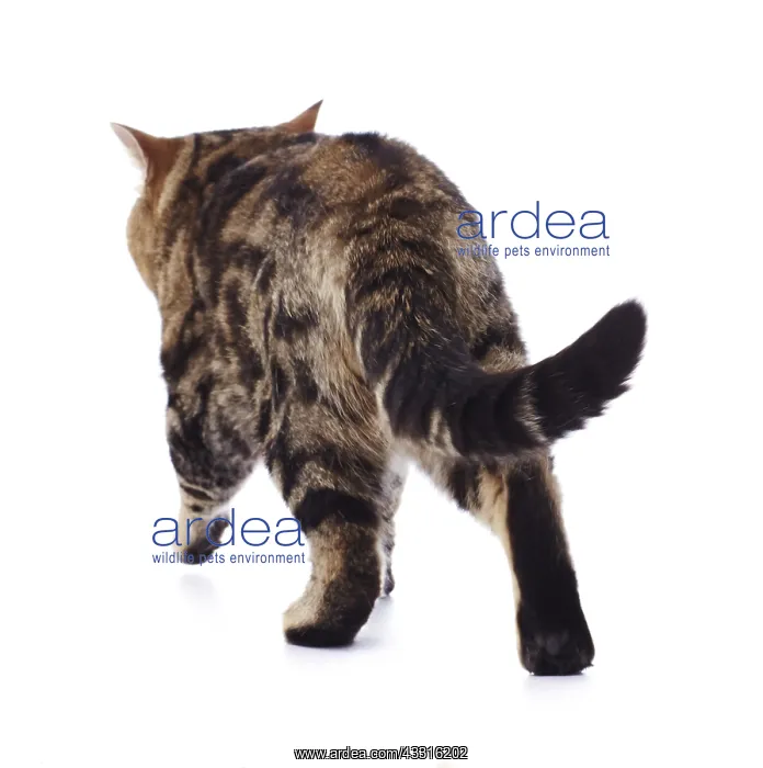  : Tabby cat, walking away from camera