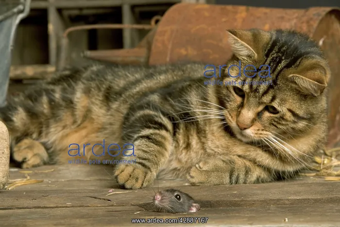  : Tabby Cat - watches mouse