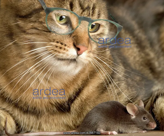  : Tabby Cat - wearing glasses watches mouse