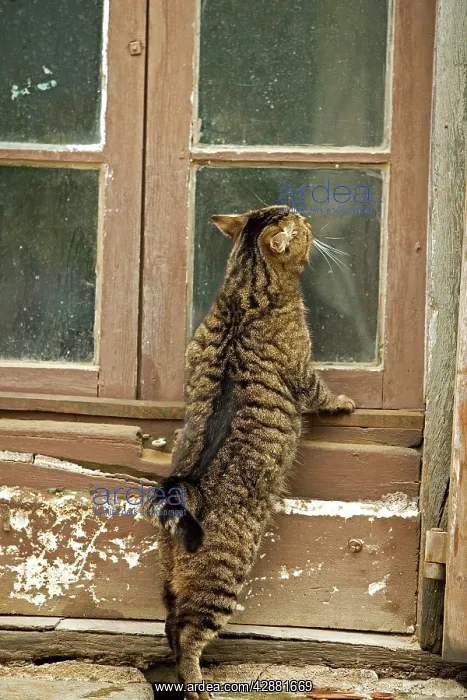 : Tabby Cat - on windowsill of French house : Tabby Cat - on windowsill of French house