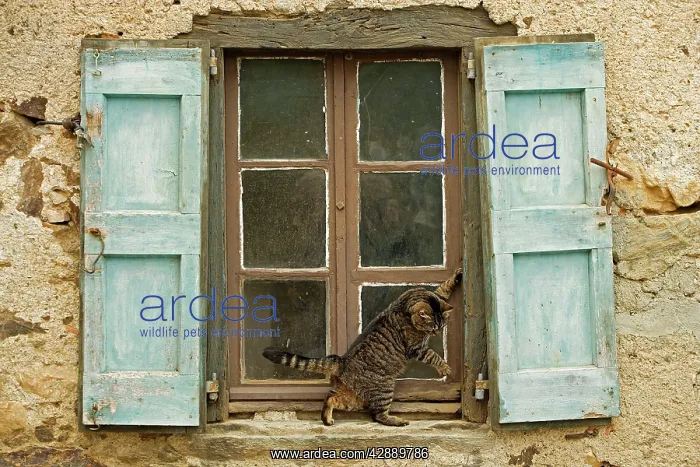 : Tabby Cat - on windowsill of French house : Tabby Cat - on windowsill of French house
