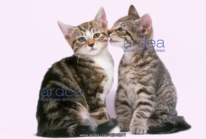 : Tabby Cat - x2 one whispering to the other : Tabby Cat - x2 one whispering to the other