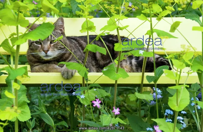 : Tabby Cat - on yellow bench with green umbellifer, Smyrnium : Tabby Cat - on yellow bench with green umbellifer, Smyrnium