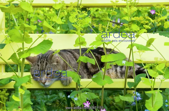 : Tabby Cat - on yellow bench with green umbellifer, Smyrnium : Tabby Cat - on yellow bench with green umbellifer, Smyrnium