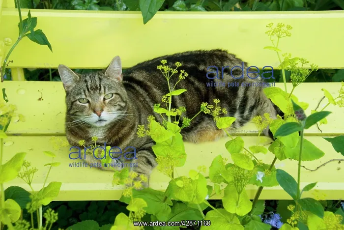 : Tabby Cat - on yellow bench with green umbellifer, Smyrnium : Tabby Cat - on yellow bench with green umbellifer, Smyrnium