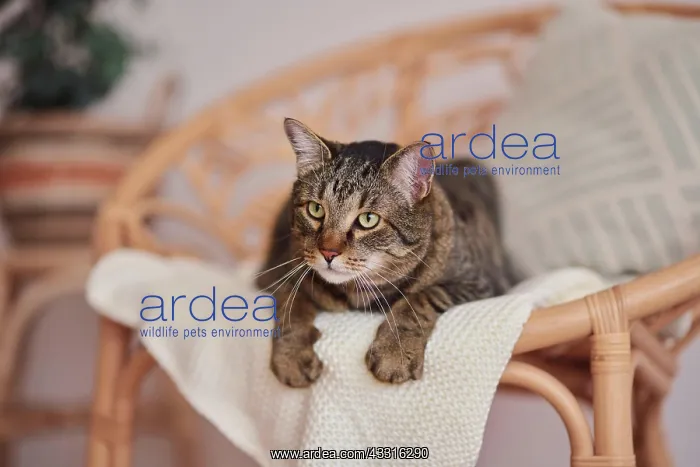 : Tabby felidae (Felis silvestris catus) lying on : Tabby felidae (Felis silvestris catus) lying on