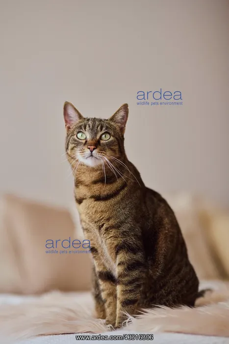 : Tabby felidae (Felis silvestris catus) sitting attentively : Tabby felidae (Felis silvestris catus) sitting attentively