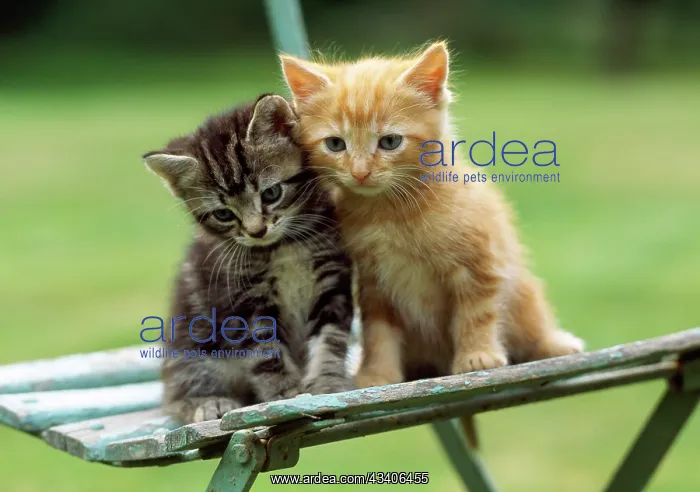 : Tabby & Ginger Cats - kittens on garden chair : Tabby & Ginger Cats - kittens on garden chair
