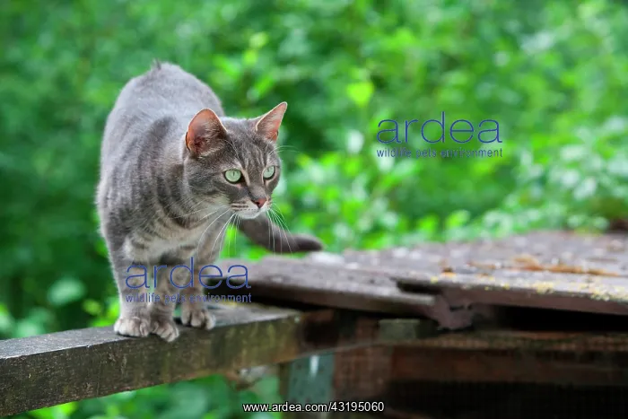 : Tabby gray cat on the lookout on a beam, Haut Rhin : Tabby gray cat on the lookout on a beam, Haut Rhin