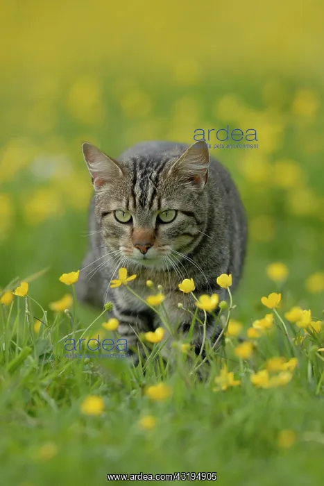 : Tabby house cat in flowering meadow : Tabby house cat in flowering meadow