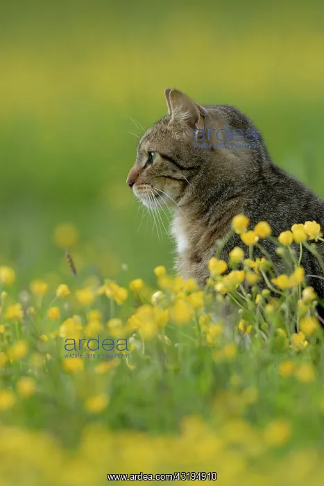 : Tabby house cat in flowering meadow : Tabby house cat in flowering meadow