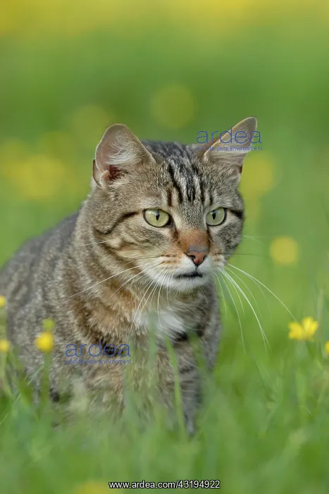 : Tabby house cat in meadow : Tabby house cat in meadow