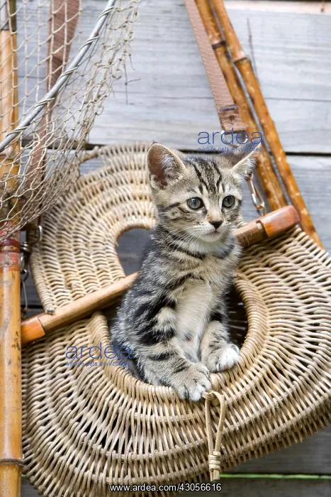 : Tabby kitten in a bag of fishing Oberbruck France : Tabby kitten in a bag of fishing Oberbruck France