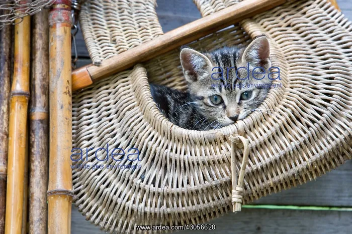 : Tabby kitten in a bag of fishing Oberbruck France : Tabby kitten in a bag of fishing Oberbruck France