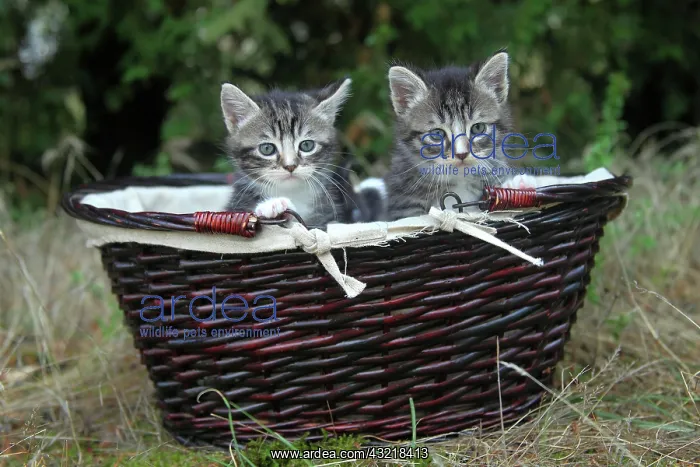 : Tabby kitten in a basket - France : Tabby kitten in a basket - France
