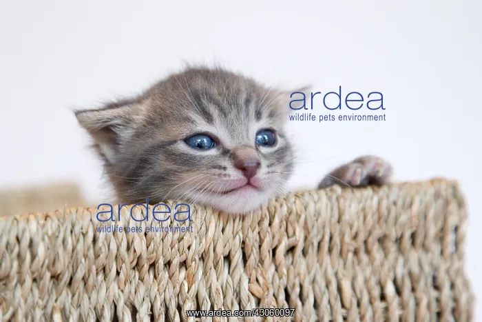 : Tabby kitten in a basket made of rope on white background : Tabby kitten in a basket made of rope on white background