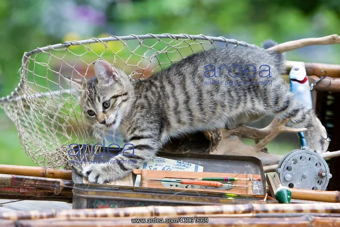 : Tabby Kitten and fishing rods Alsace France : Tabby Kitten and fishing rods Alsace France
