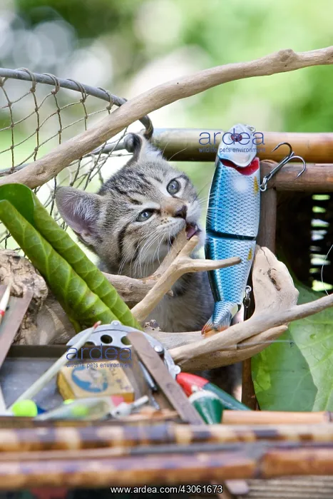 : Tabby Kitten and fishing rods Alsace France : Tabby Kitten and fishing rods Alsace France