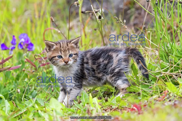 : Tabby kitten in the grass - Torres del Paine Chile : Tabby kitten in the grass - Torres del Paine Chile