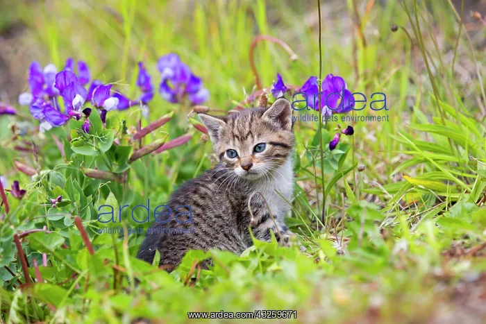 : Tabby kitten in the grass - Torres del Paine Chile : Tabby kitten in the grass - Torres del Paine Chile