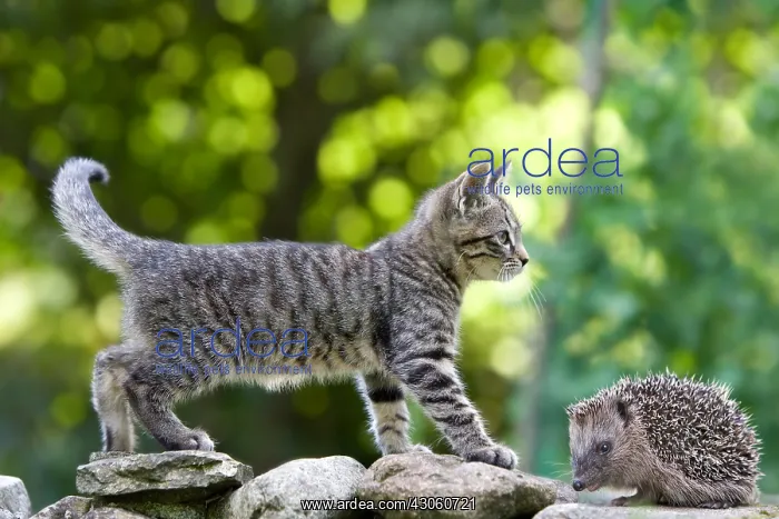 : Tabby kitten hedgehog and perched on a wall : Tabby kitten hedgehog and perched on a wall