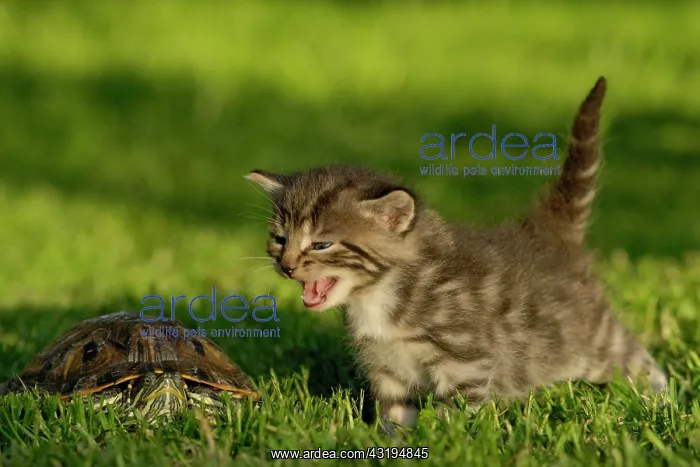 : Tabby kitten hisses at a turtle : Tabby kitten hisses at a turtle