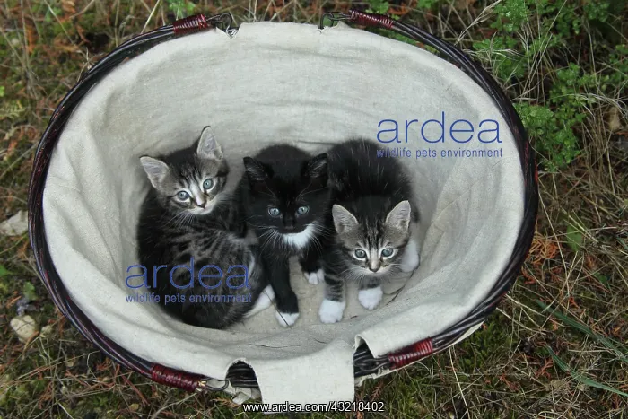 : Tabby kitten lying in a basket - France : Tabby kitten lying in a basket - France