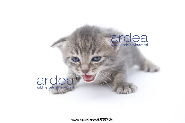 : Tabby kitten meowing on white background France : Tabby kitten meowing on white background France