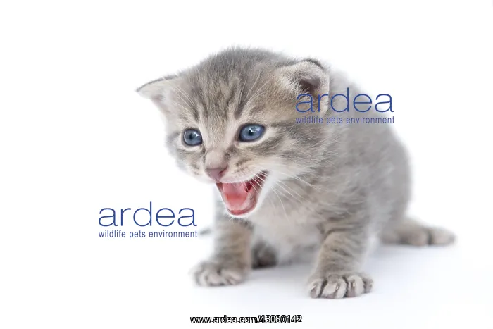 : Tabby kitten meowing on white background France : Tabby kitten meowing on white background France