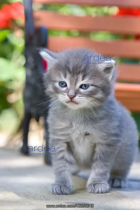 : Tabby kitten at Oberbruck France : Tabby kitten at Oberbruck France