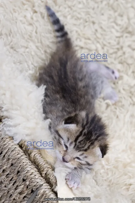 : Tabby kitten older than one week France : Tabby kitten older than one week France