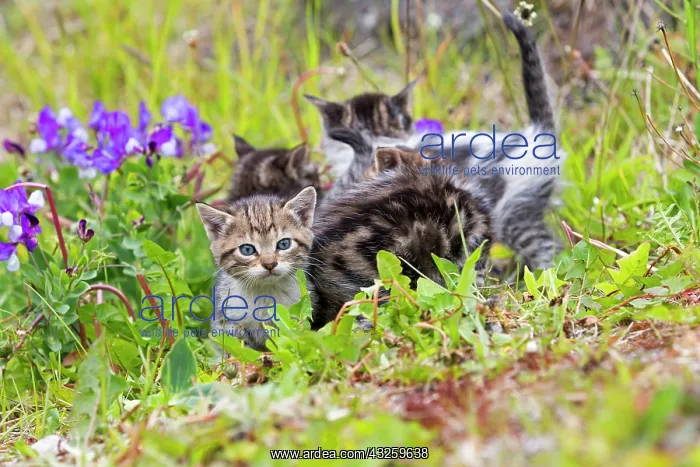 : Tabby kitten playing in the grass - Torres del Paine Chile : Tabby kitten playing in the grass - Torres del Paine Chile