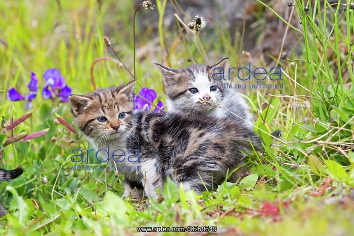 : Tabby kitten playing in the grass - Torres del Paine Chile : Tabby kitten playing in the grass - Torres del Paine Chile