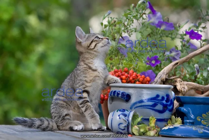 : Tabby kitten sits on a table Oberbruck France : Tabby kitten sits on a table Oberbruck France