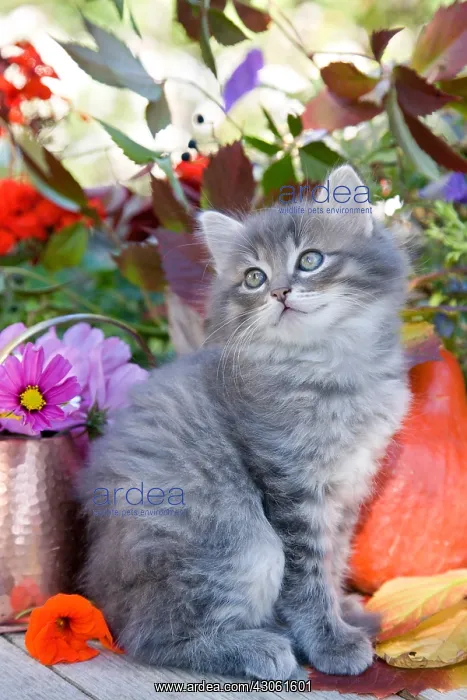 : Tabby kitten sitting in front of a copper pot and flowers : Tabby kitten sitting in front of a copper pot and flowers