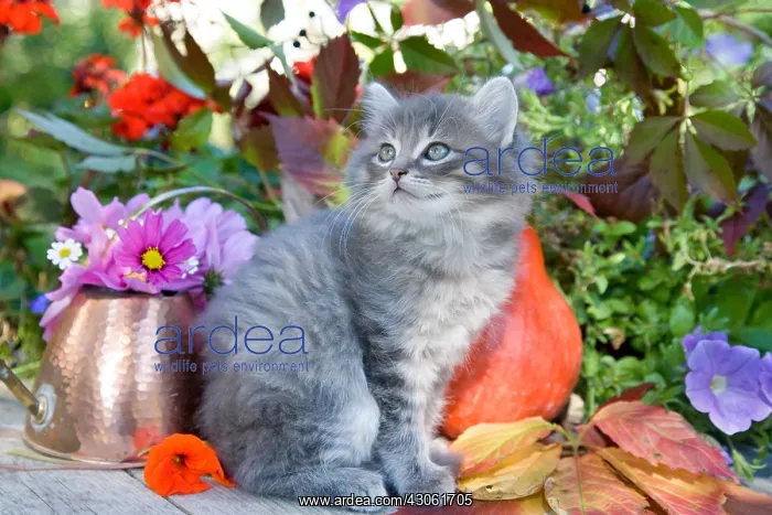 : Tabby kitten sitting in front of a copper pot and flowers : Tabby kitten sitting in front of a copper pot and flowers