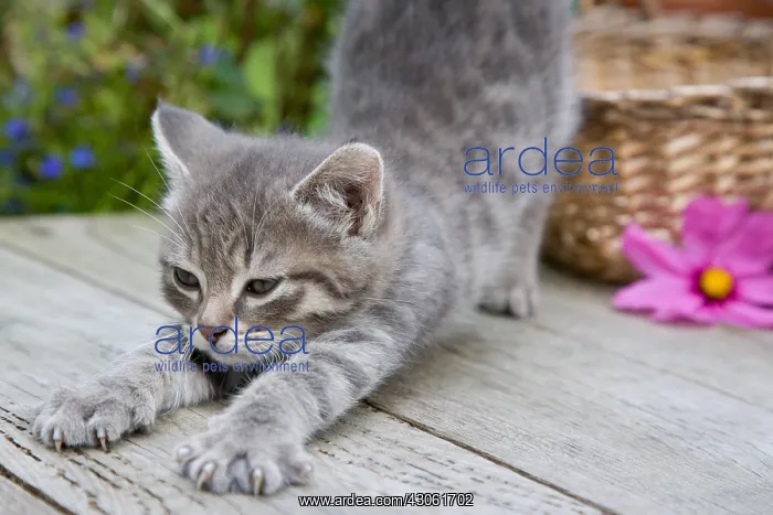: Tabby kitten stretching over a wooden table France Alsace : Tabby kitten stretching over a wooden table France Alsace