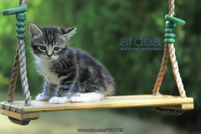 : Tabby kitten on a swing - France : Tabby kitten on a swing - France