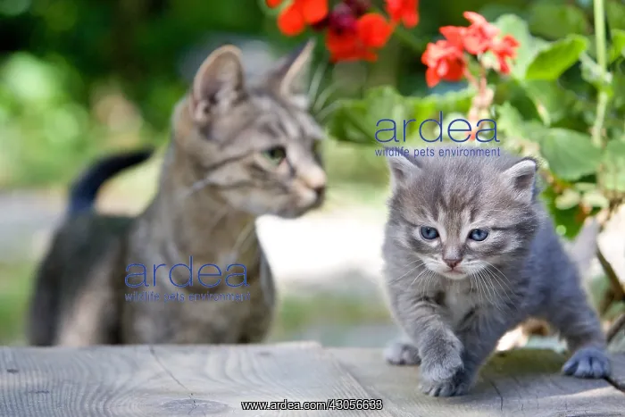: Tabby kitten on a table Oberbruck France : Tabby kitten on a table Oberbruck France