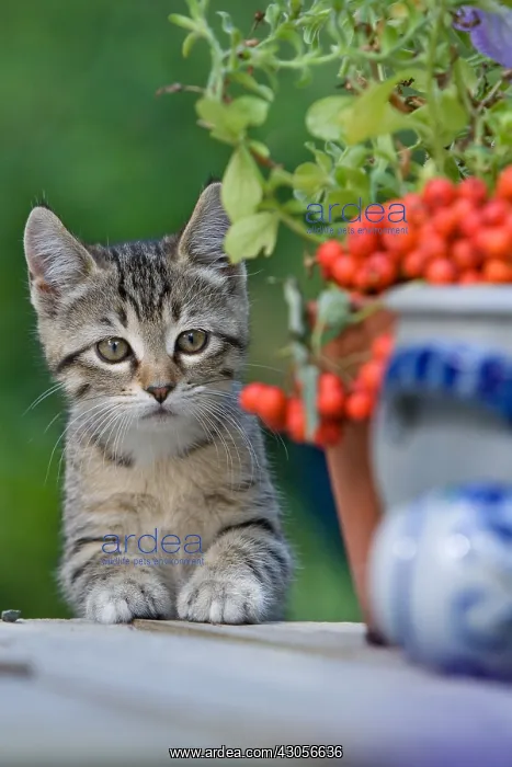 : Tabby kitten on a table Oberbruck France : Tabby kitten on a table Oberbruck France