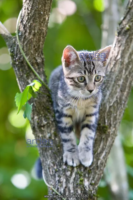 : Tabby kitten in a tree Alsace France : Tabby kitten in a tree Alsace France