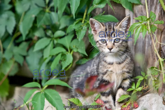 : Tabby kitten in the Virginia Creeper to Oberbruck France : Tabby kitten in the Virginia Creeper to Oberbruck France