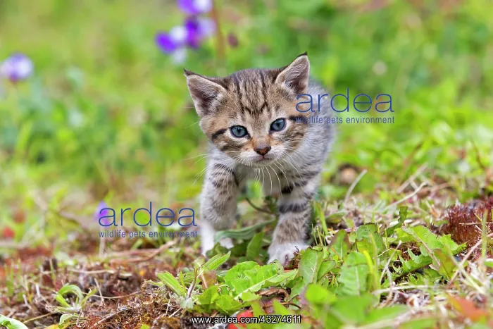  : Tabby kitten walking in the grass - Torres del Paine Chile
