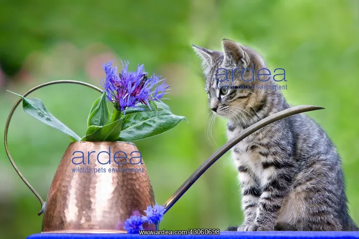 : Tabby kitten in front of a watering can copper and Blueberri : Tabby kitten in front of a watering can copper and Blueberri