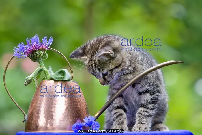 : Tabby kitten in front of a watering can copper and Blueberri : Tabby kitten in front of a watering can copper and Blueberri